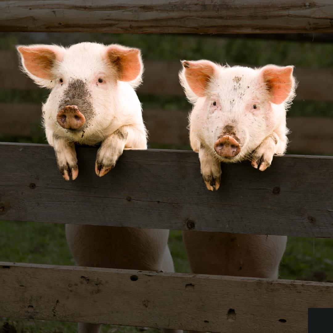 Two pigs leaning over a wooden fence