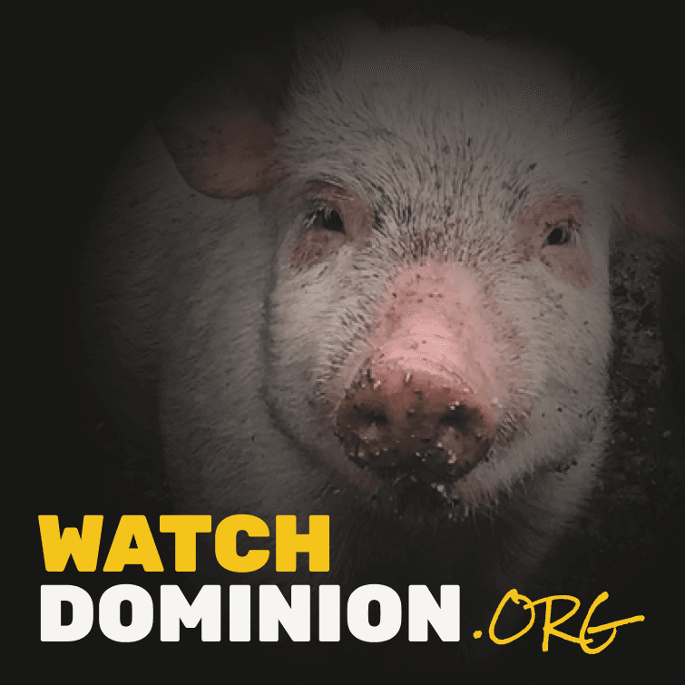 https://WatchDominion.org