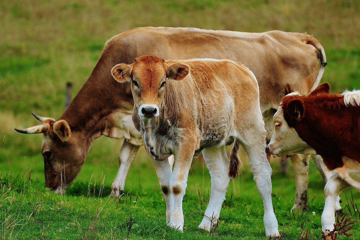 [Bog post] Cows