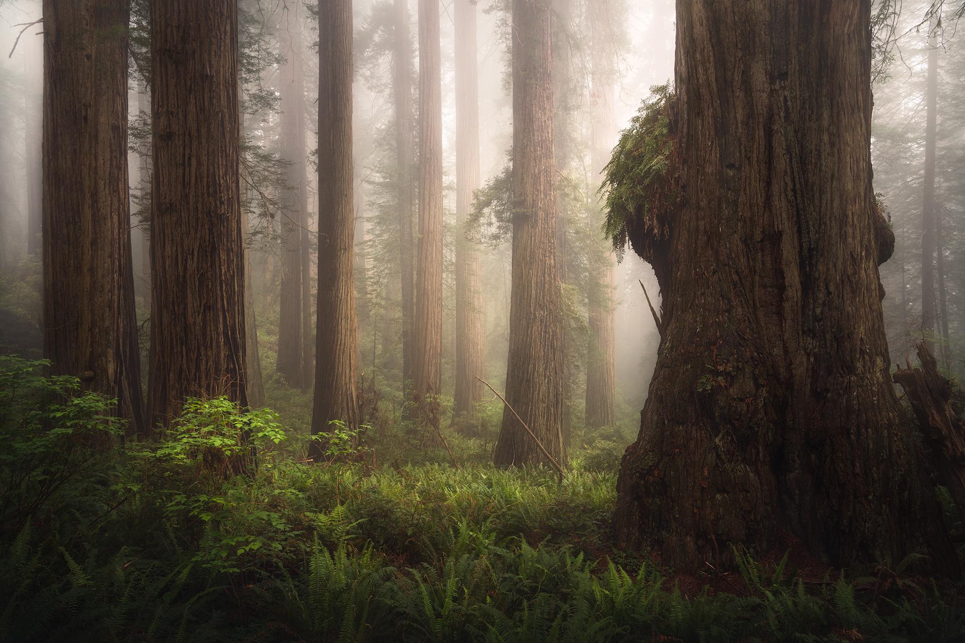 [Blog] Yuriy in Redwoods