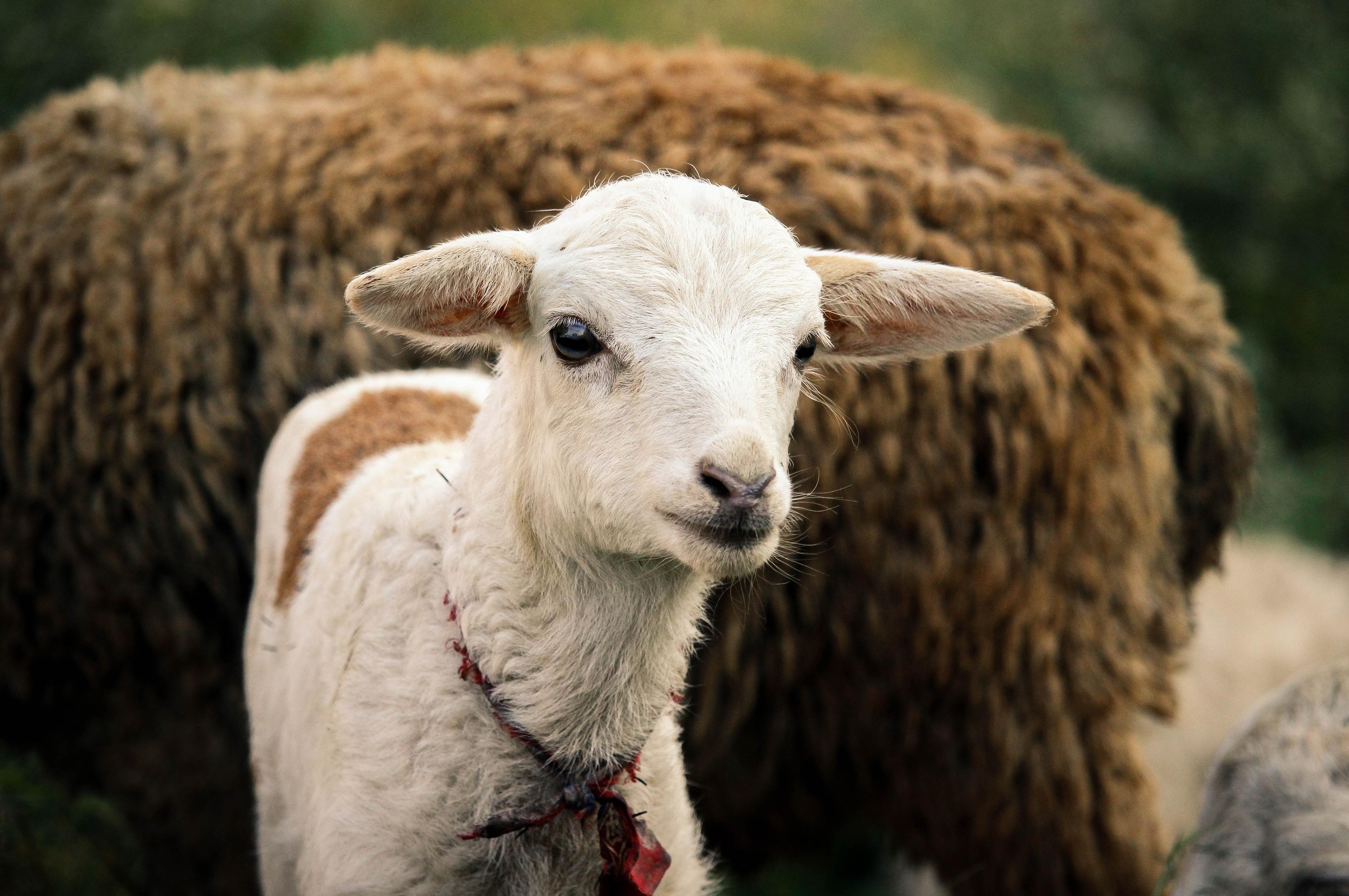 [Blog] Lamb